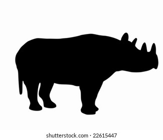 Black rhino