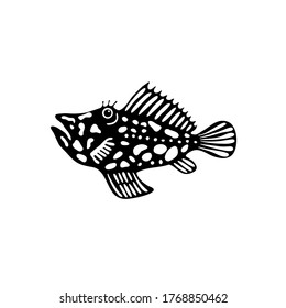 Black rockfish with spots swims on a white background.