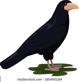 Black rook, illustration, vector on white background