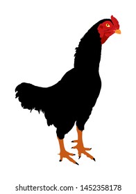 Black rooster vector illustration isolated on white background. Thai chicken. Farm chantry cock. Thailand fighter bird. Organic food symbol.