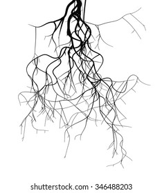 Black Root System - Vector Set