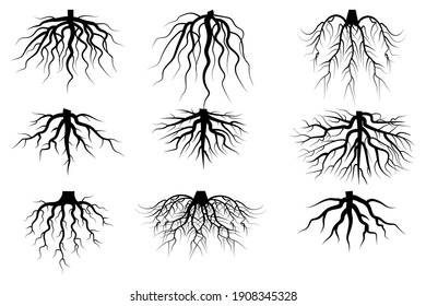 black roots set on white background. Vintage floral background. Vintage nature illustration. Stock image. EPS 10.