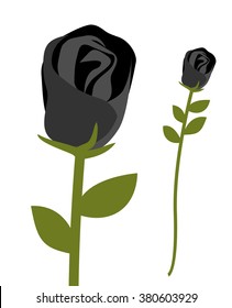 Black rose. Dark scary flower symbol of sadness. Bud rare roses. Unusual plant