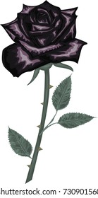 Black rose flower with green leaves -  Vector illustration 