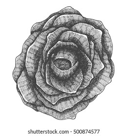 Black rose hand drawn, isolated on white. Drawing sketch of the black flower.  Witchcraft magic, Halloween, folklore attribute meaning death. Vector.