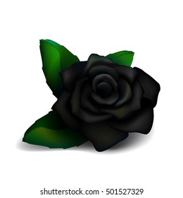 Black rose isolated on a white background. Vector illustration.
