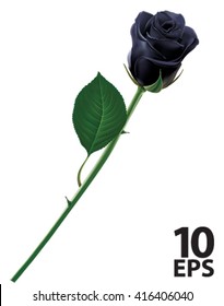 Black rose isolated. Realistic vector illustration