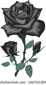 Black rose on a white background vector
