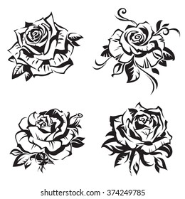 black rose set on white background