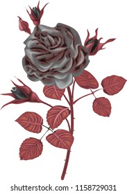 Black rose vector illustration