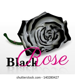 black rose vector on white background