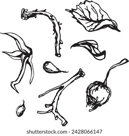 Black rosehip in vintage style. Hand drawn black illustration.