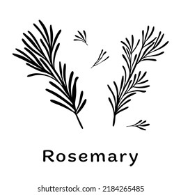 Black rosemary branches on white background. Minimalistic botanical elements for cosmetics. Hand-drawn design concept. Vector illustration.