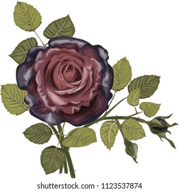 Black roses bouquet