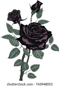 Black roses bouquet isolated on white background - Vector Art 