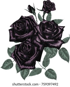 Black roses bouquet - Vector 