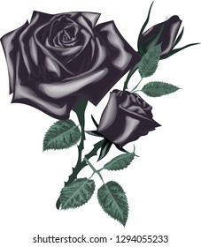 Black Roses. Decorative vector flowers. Leaf and buds