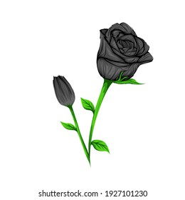 Black Roses Vector isolated White Background