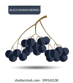 Black rowan berries vector illustration