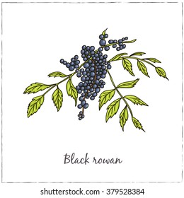 Black rowan. Collection of berries.  Vector illustration of berries for design menus, recipes and packages product.
