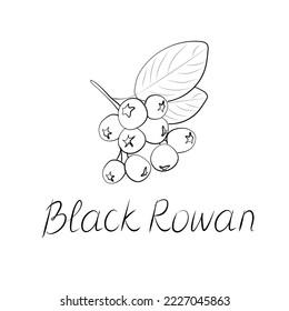 Icono de Black Rowan. Señal de ceniza de montaña negra. Icono plano aislado. Ilustración vectorial.
