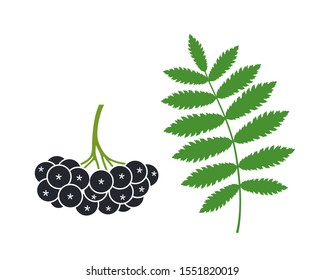 Black rowan set. Isolated black rowan on white background