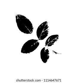 Black rowan silhouette with leaf of tree. Single isolated clipart. Prints of leaves on branch. Flora and nature theme for paper cutting scrapbook design