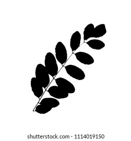 Black rowan or sorb silhouette with leaf of tree. Single isolated clipart. Prints of leaves on branch. Flora and nature theme for paper cutting scrapbook design