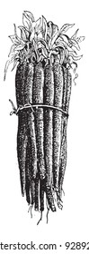 Black Salsify, Scorzonera hispanica, Spanish salsify, black oyster plant, serpent root, viper's herb or grass, Scorzonera, illustration. Dictionary of words and things - Larive and Fleury - 1895.