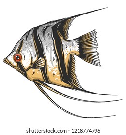 Black scalar fish on white background, vector illustration