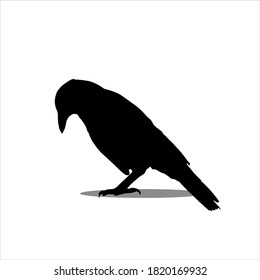 black scary crow icon so creepy for Halloween Day.