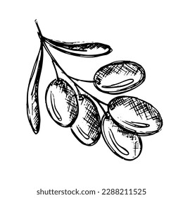 Black scetch Olive branch with leaves and fruits isolated on white background, vector