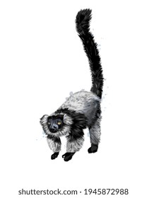 Black sclater lemur from a splash of watercolor, colored drawing, realistic. Vector illustration of paints