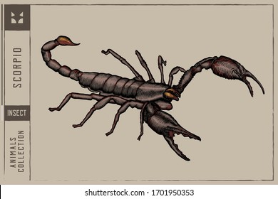 Black Scorpio Vector illustration - Hand drawn