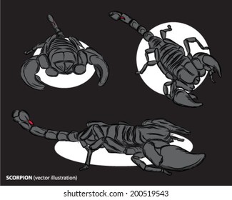 Black scorpion on black background stinger tail insect arachnid