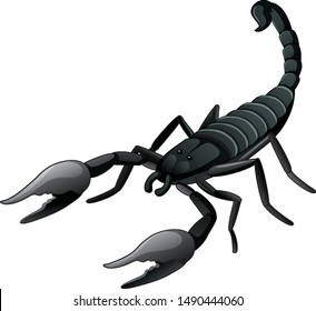 Black scorpion on white background illustration
