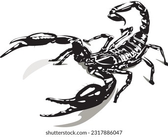 black scorpion on white background