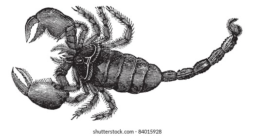 Black Scorpion (Scorpio afer), vintage engraved illustration. Black Scorpion isolated on white.Trousset encyclopedia (1886 - 1891).