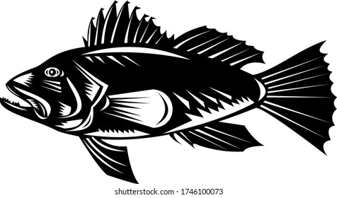 Black Sea Bass or Asian Sea Bass Side View Retro Woodcut Black and White