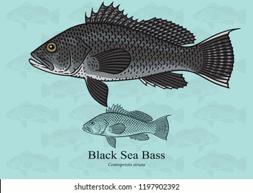 Black Sea Bass. Vector illustration with refined details and optimized stroke that allows the image to be used in small sizes (in packaging design, decoration, educational graphics, etc.)