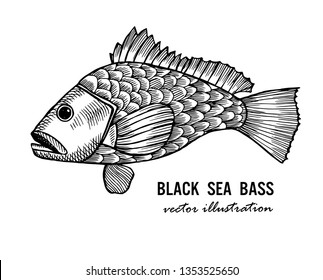 Black sea bass vector Illustration black and white.