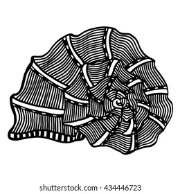 Black sea cockleshell. Hand Drawn aquatic doodle vector illustration. Sketch for tattoo or makhenda. Seashell collection. Ocean life.