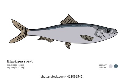 Black sea sprat fish vector illustration
