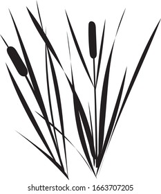  Black  sedge, reed, cane, bulrush, cattail.  drawing silhouette on white background.
