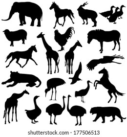 Black set silhouettes  zoo animals collection on white background. Vector illustration.