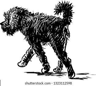 A black shaggy dog goes on a stroll