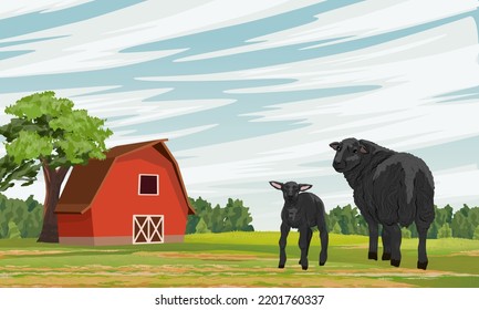 A black sheep and a lamb graze in a meadow near a large red barn. Farm and farm animals. Realistic vector landscape
