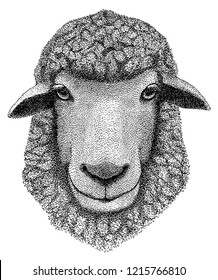 black sheep on white background, vector engraving illustration 