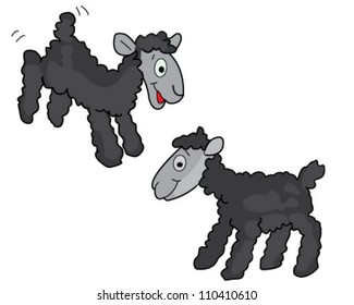 Black sheep over white background
