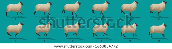 running sheep silutoote